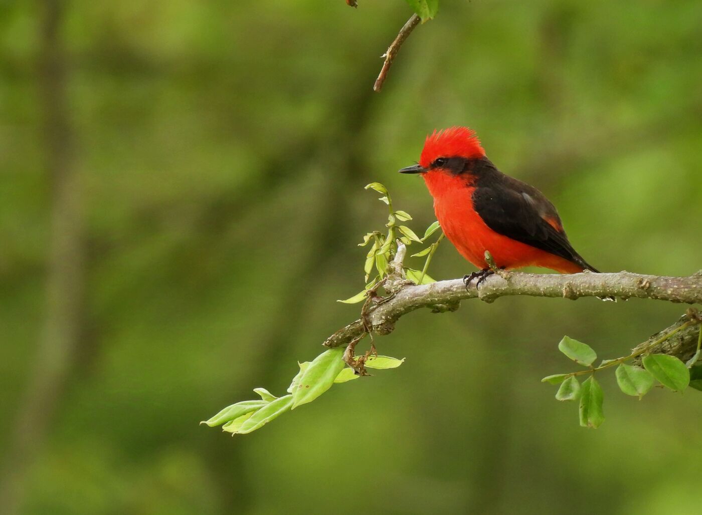 Titiribí o pechirrojo en la reserva