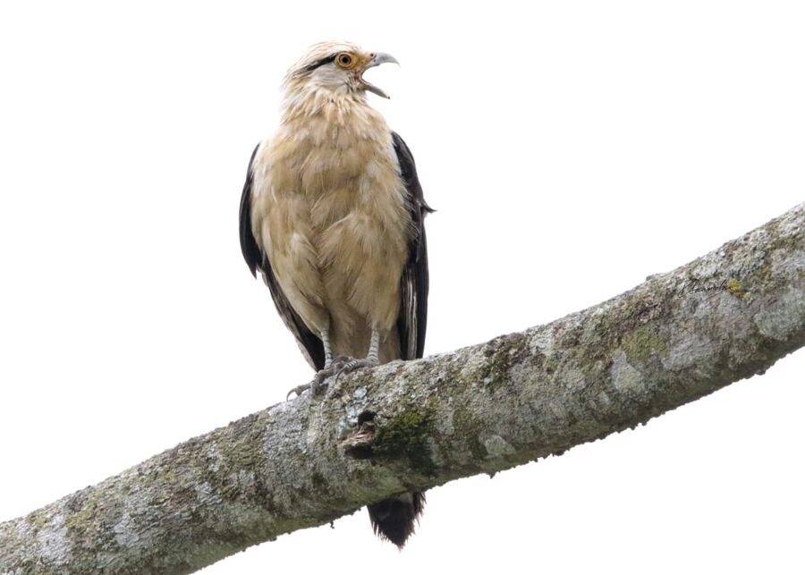 Pigua o garrapatero